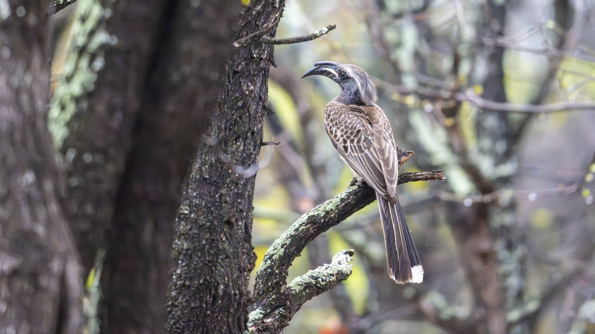 Kruger25 2025 11 05 14 50 04 ILCE 1M2 2309
